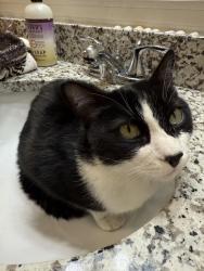 Found/Stray Unknown Cat last seen Lodge at Black Forest, Colorado Springs, CO 80908