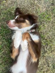 Lost Female Dog last seen  A couple streets away from Willow Springs Elementary. , Killeen, TX 76541