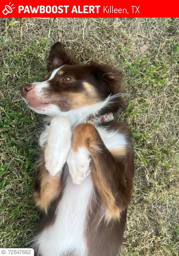 Lost Female Dog last seen  A couple streets away from Willow Springs Elementary. , Killeen, TX 76541