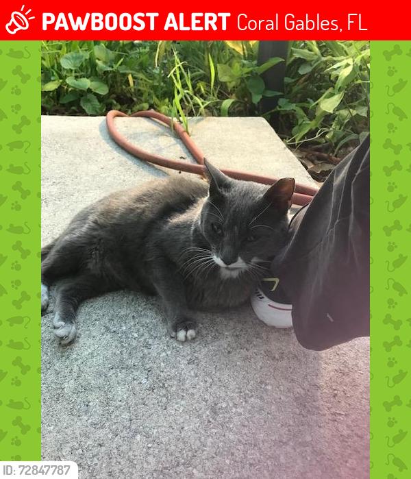 Lost Unknown Cat last seen Merrick hse between Granada and Toledo on Coral Way, Coral Gables, FL 33134