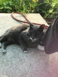 Lost Unknown Cat last seen Merrick hse between Granada and Toledo on Coral Way, Coral Gables, FL 33134