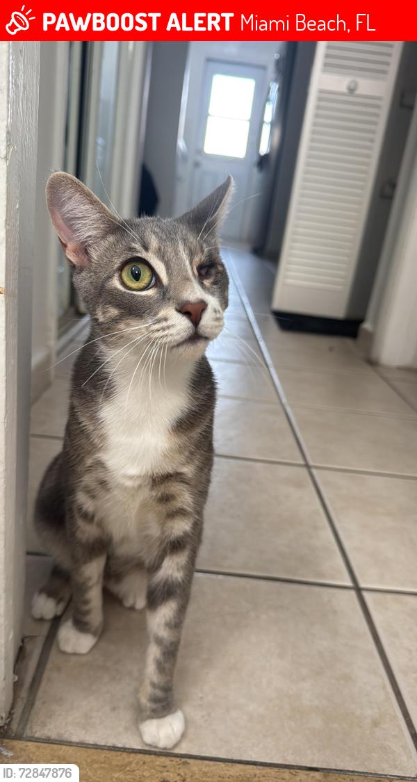 Lost Male Cat last seen Normandy Walgreens , Miami Beach, FL 33141