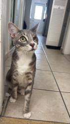 Lost Male Cat last seen Normandy Walgreens , Miami Beach, FL 33141