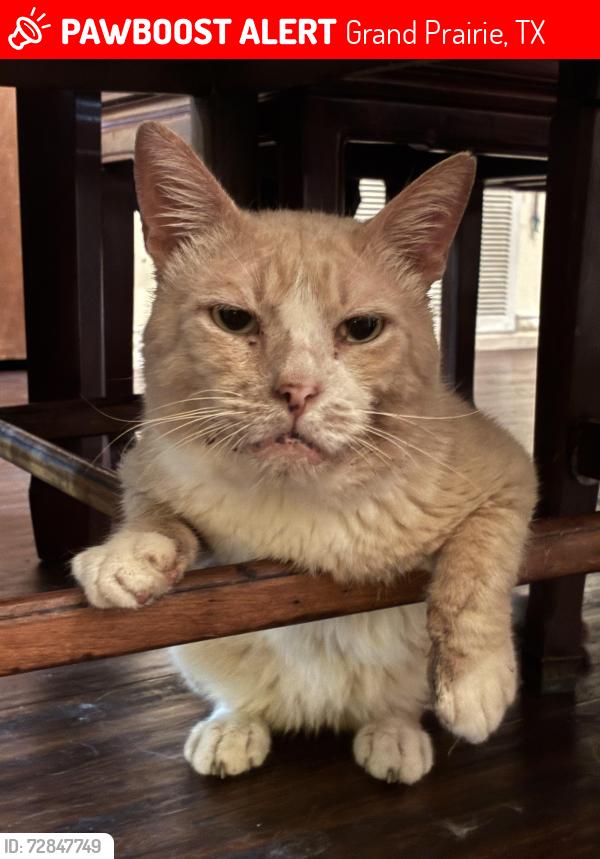 Lost Male Cat last seen Aberdean and Stockton trail, right off camp wisdom, Grand Prairie, TX 75052