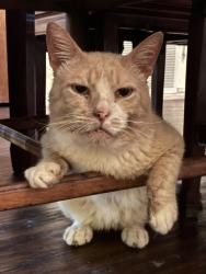 Lost Male Cat last seen Aberdean and Stockton trail, right off camp wisdom, Grand Prairie, TX 75052
