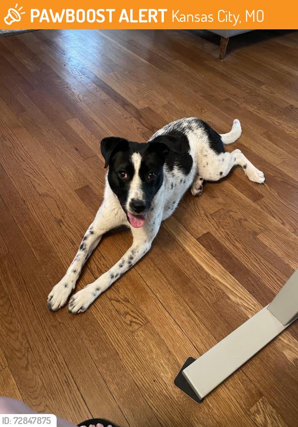 Found/Stray Female Dog last seen Gladstone Blvd and Smart St, the Concourse, Kessler Park, Kansas City, MO 64124