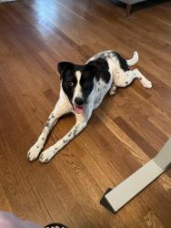 Found/Stray Female Dog last seen Gladstone Blvd and Smart St, the Concourse, Kessler Park, Kansas City, MO 64124