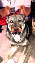 Lost Male Dog last seen Hesperia on main , Hesperia, CA 92340