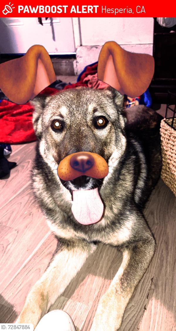 Lost Male Dog last seen Hesperia on main , Hesperia, CA 92340