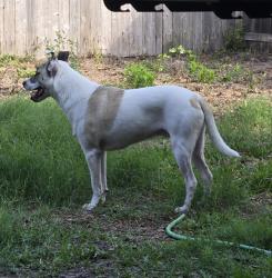Lost Male Dog last seen Welcome Drive, San Antonio, TX 78233