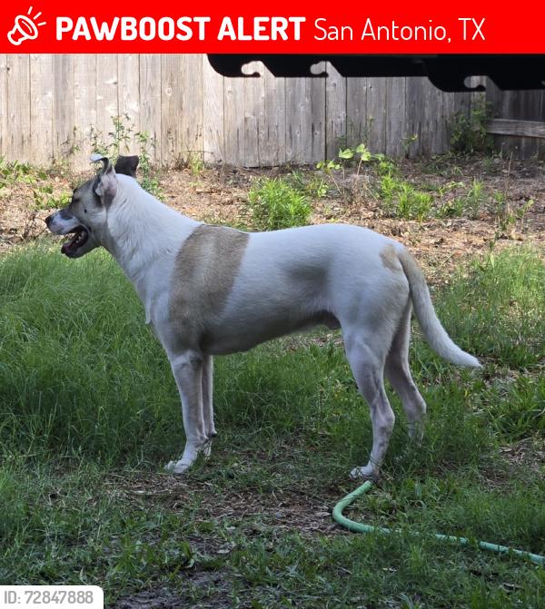 Lost Male Dog last seen Welcome Drive, San Antonio, TX 78233