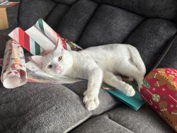 Lost Male Cat last seen Gary Poppins, Knox, IN 46534