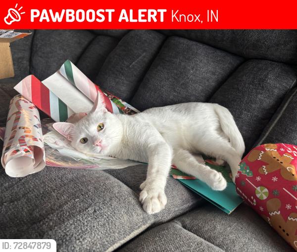 Lost Male Cat last seen Gary Poppins, Knox, IN 46534