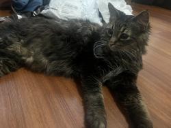 Reunited Female Cat last seen 19th street, near ultrawhite clinic., Calgary, AB T2S 0E2