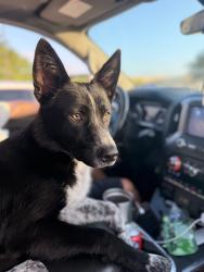Lost Male Dog last seen Last seen on King Rd, In North Zulch Tx, North Zulch, TX 77872
