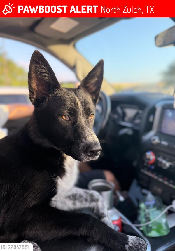Lost Male Dog last seen Last seen on King Rd, In North Zulch Tx, North Zulch, TX 77872