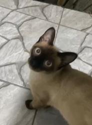 Lost Male Cat last seen Rua aracitaba, vila nova bonsucesso, Vila Nova Bonsucesso, SP 07175-140