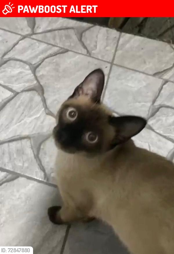 Lost Male Cat last seen Rua aracitaba, vila nova bonsucesso, Vila Nova Bonsucesso, SP 07175-140