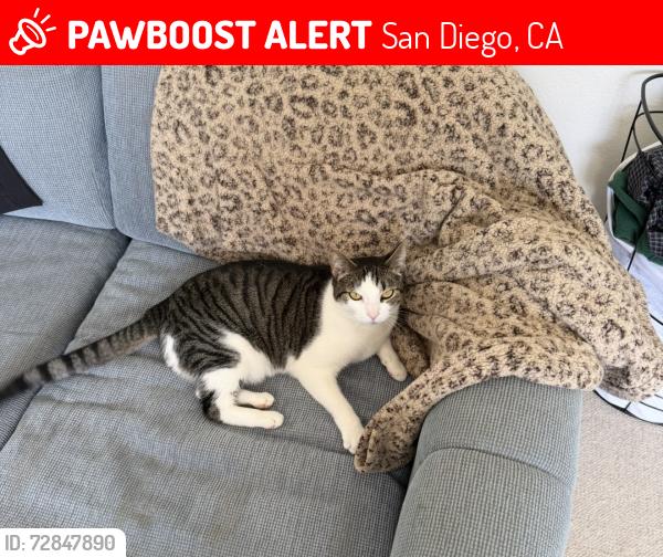 Lost Female Cat last seen near UTC mall, San Diego, CA 92122