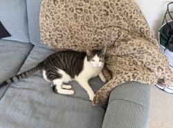 Lost Female Cat last seen near UTC mall, San Diego, CA 92122