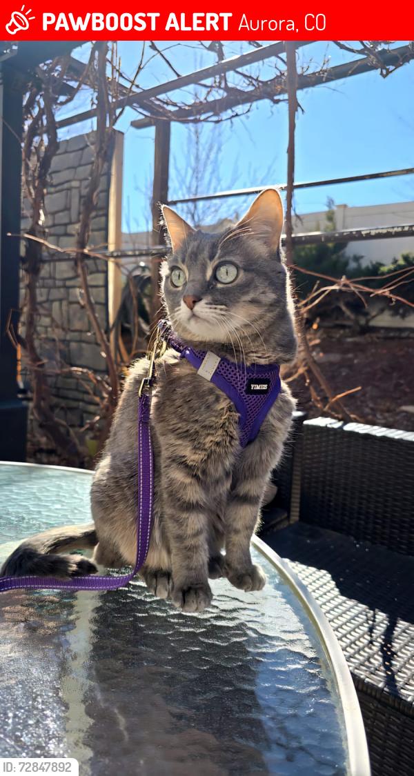 Lost Female Cat last seen Near E Baltic pl, Aurora, CO 80014