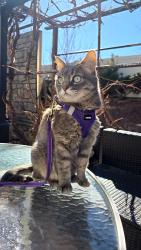 Lost Female Cat last seen Near E Baltic pl, Aurora, CO 80014