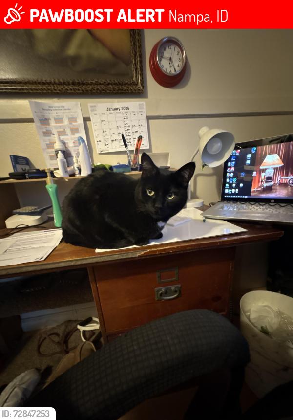 Lost Female Cat last seen Midway and karcher in crestwood subdivision , Nampa, ID 83651