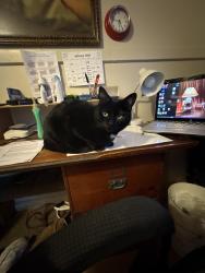 Lost Female Cat last seen Midway and karcher in crestwood subdivision , Nampa, ID 83651