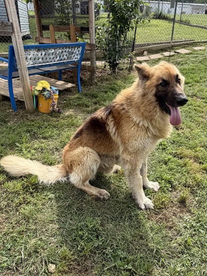 Shelter Stray Male Dog last seen Alvarado, TX 76009, Alvarado, TX 76009