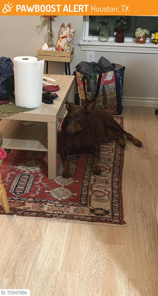 Found/Stray Female Dog last seen Fitness Connection off Federal Road, Houston, TX 77029