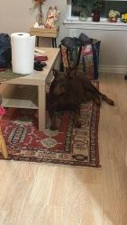 Found/Stray Female Dog last seen Fitness Connection off Federal Road, Houston, TX 77029