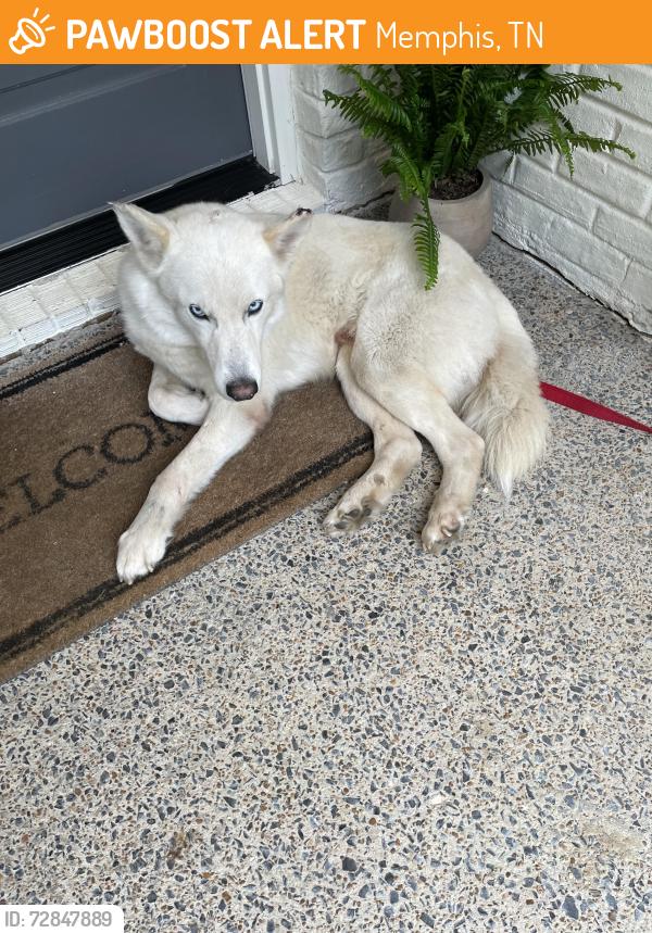 Found/Stray Male Dog last seen Le Bonheur hosp and Regional One hosp , Memphis, TN 38103