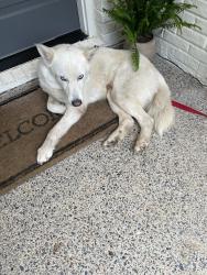 Found/Stray Male Dog last seen Le Bonheur hosp and Regional One hosp , Memphis, TN 38103