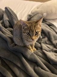 Lost Female Cat last seen hunter rd, Murrieta, CA 92563