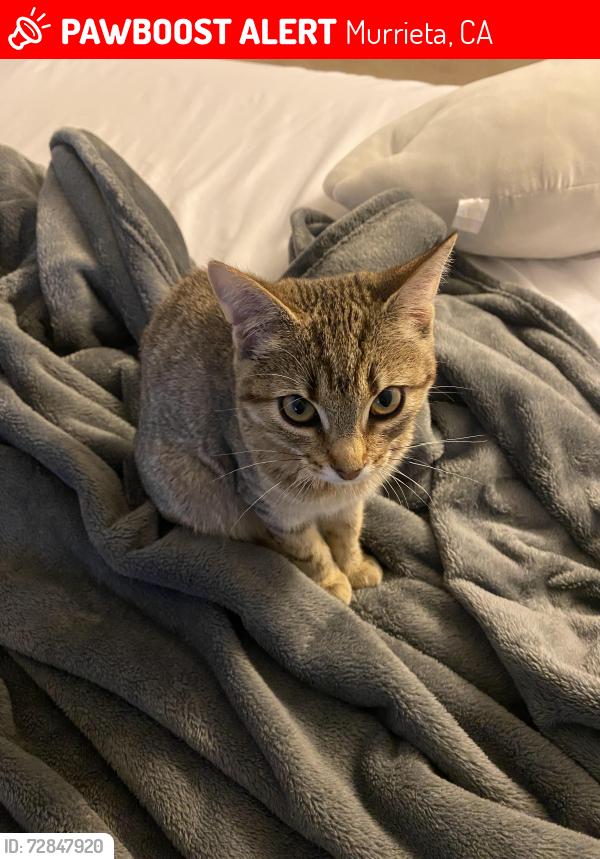 Lost Female Cat last seen hunter rd, Murrieta, CA 92563