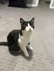 Lost Male Cat last seen Lakewood Forrest , Houston, TX 77070