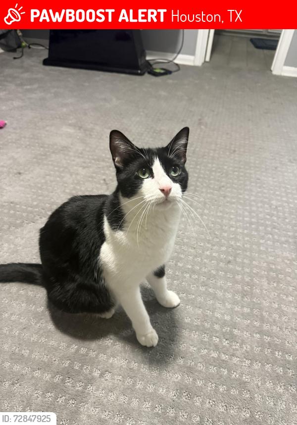 Lost Male Cat last seen Lakewood Forrest , Houston, TX 77070