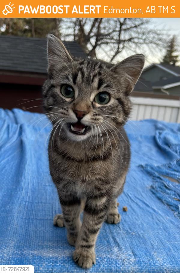 Found/Stray Female Cat last seen 178st NW & Callingwood road, Edmonton, AB T6M 1S9