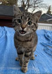 Found/Stray Female Cat last seen 178st NW & Callingwood road, Edmonton, AB T6M 1S9