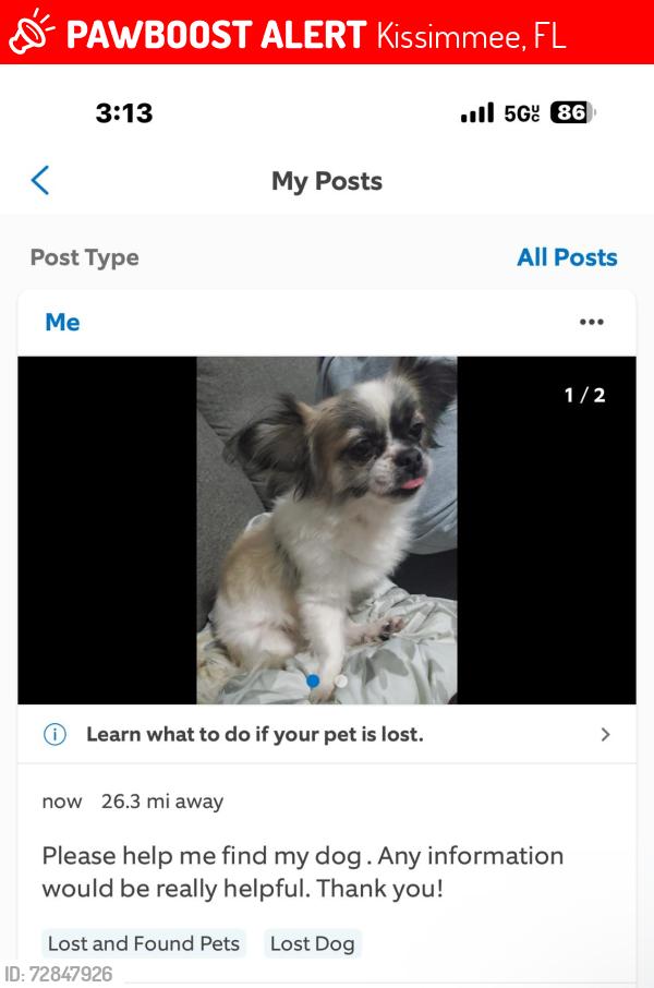 Lost Female Dog last seen Marigold , Kissimmee, FL 34759