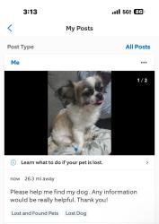 Lost Female Dog last seen Marigold , Kissimmee, FL 34759