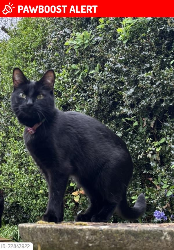 Lost Female Cat last seen Little common , Bexhill, England TN39 4SS