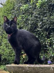 Lost Female Cat last seen Little common , Bexhill, England TN39 4SS