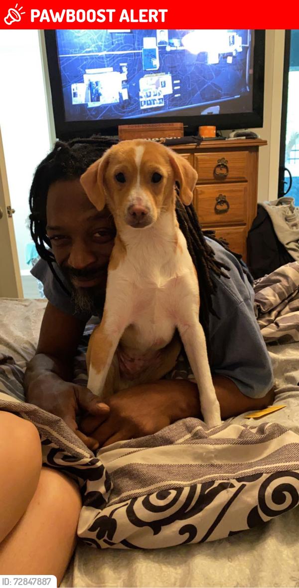 Lost Male Dog last seen 83rd Ave W Lower Buckeye, Maricopa County, AZ 85043