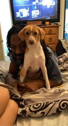 Lost Male Dog last seen 83rd Ave W Lower Buckeye, Maricopa County, AZ 85043