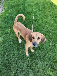 Found/Stray Male Dog last seen Camden gap/pass, Pend Oreille County, WA 99009