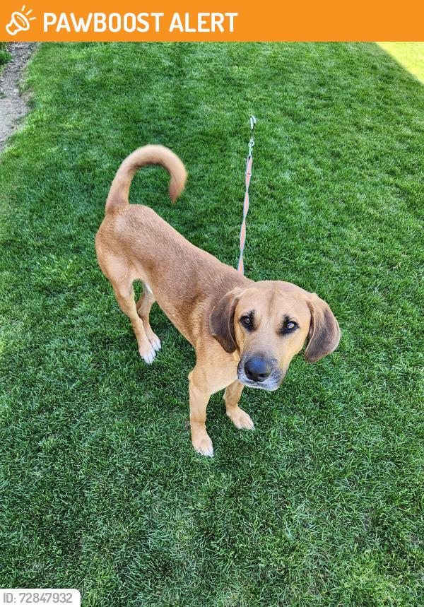 Found/Stray Male Dog last seen Camden gap/pass, Pend Oreille County, WA 99009
