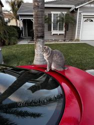 Lost Male Cat last seen Lakeshore, Discovery Bay, CA 94505