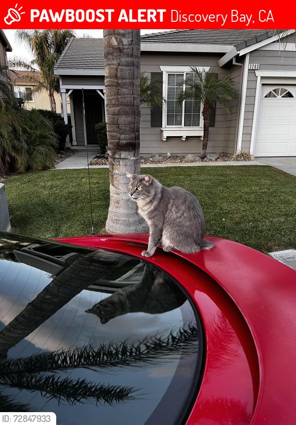 Lost Male Cat last seen Lakeshore, Discovery Bay, CA 94505