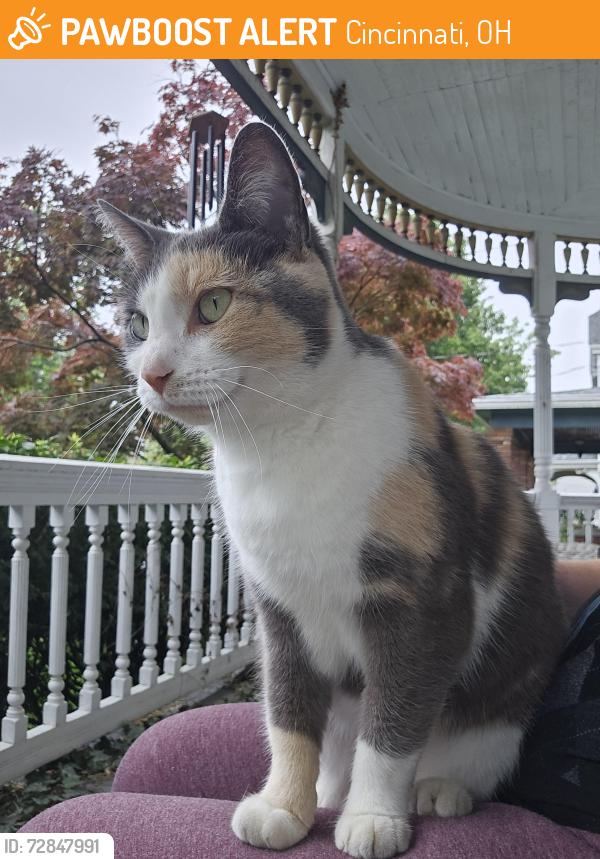 Found/Stray Unknown Cat last seen Montana Ave and Cheviot Ave, Cincinnati, OH 45211